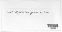 Hysterium gramineum image